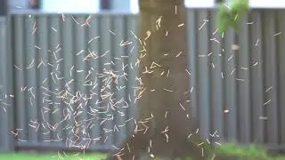 Why Do Gnats Swarm?