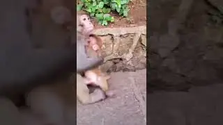 Mother monkey protecting her baby/ #shorts #youtubeshortsindia #short #reel #monkeybaby #monkey