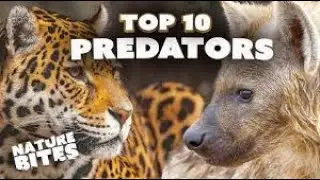 Top 10 Solitary Hunters