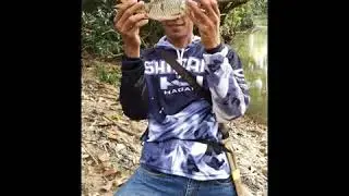 Strike Hampala MONSTER