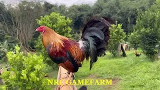 Chill weekend @NRC GAMEFARM  (Atty. Jun Cajes)