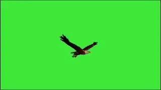 Flying Eagle Green Screen || Eagle Bird Wildlife Overlay 4K
