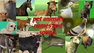 Pet animals name and sound| domestic animals| learn pet animals name in English.