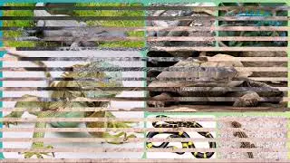 REPTILES 🐊☺|LEARN REPTILE NAMES FOR KIDS WITH REAL PICTURES |LEARNING CARDS FOR KIDS|PRESCHOOL