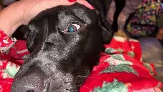 Макс, любимый кекс!