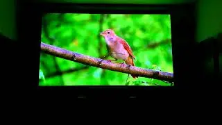 LG HU 810PW 4K Laser projector longthrow - Demonstration - 0.47
