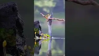 Birds Compilations:Nature&rsquo;s Masterpieces: The Most Gorgeous Birds #shorts #birds #compilation #bird