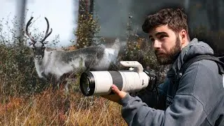 El MEJOR COMBO (c&aacute;mara + objetivo) para EMPEZAR en FOTOGRAFIA de FAUNA 🦌 - RF 200-800mm