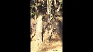Is Bigfoot an 