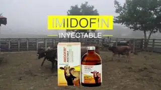 Imidofin Inyectable, combate Piroplasmosis y Anaplasmosis