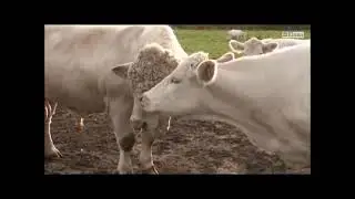 Charolais   en populär köttras i Sverige