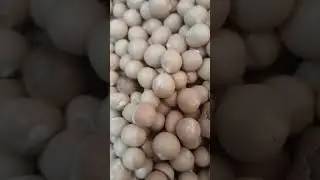 Seed for making Okpa