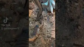 That's Going To Sting Hadrurus Arizonensis Giant Hairy Scorpion #animals#scorpion#inverts #creature