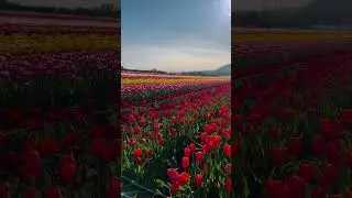 📍 Lakeland Tulip Festival in Abbotsford, British Columbia. #destinationbc #explorebc #vancouver #bc