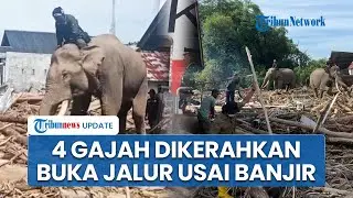 Aksi 4 Gajah Buka Jalur dan Bersihkan Puing-Puing Bekas Banjir di Pidie Jaya, BKSD: Sudah Terlatih