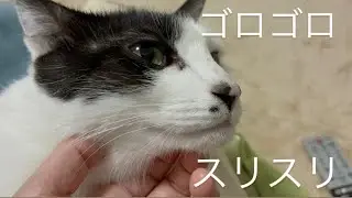 下僕気分を味わえます