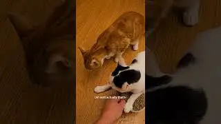 Сделка с кошачьей мятой становится странной
