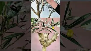 78.7in Faux Olive Tree | Realistic Trunk & Gradient Olives | Item No. 19125003