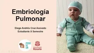 Embriologia Pulmonar