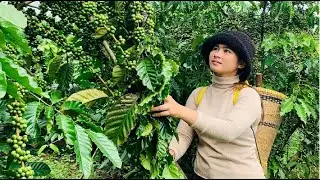 SINGLE MOM visited her sister's coffee farm and Harvesting vegetables for cooking