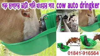 auto cow drinker | প্রাণীদের পানি খাওয়ার অটো ড্রিংকার