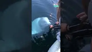 😮 The beluga whale gave her phone back #shorts