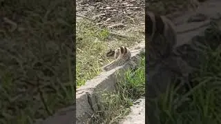 Hear the funny screams of the Uinta Ground 🐿️ Squirrel ! Ground ! #squirrel 🐿️