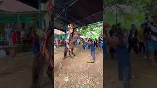 Aksi kuda renggong mengalahkan sang pawang #shorts #kuda #horse
