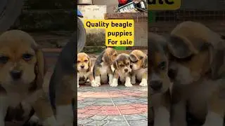 നല്ല Quality beagle puppies available | beagle malayalam | beagle puppies for sale