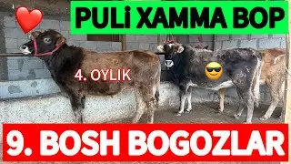 YOSH BOG’OZLARNI NARXLARI‼️SINDI 🛑10 BOSH PULI XAMMA BOB 