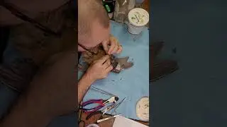 Red-ledged Partridge Taxidermy #birdtaxidermy