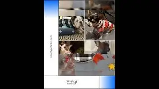 Super Cute Fall Flannel Seasobal Autumn Clothes Apparel Cotton Sleevless Button Plaid Dog Shirts