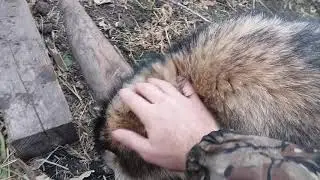 Тануки