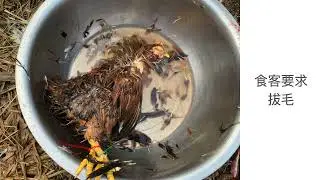 如何低成本养鸡
