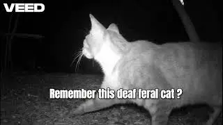 Deaf Feral Cat VEE Returned Last Night!
