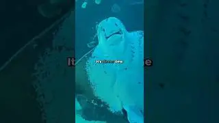 How do rays eat 🤯 You're NOT READY for the porcupine ray