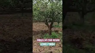 తారోడు ఫేసింగ్  ఉన్న 4.40 సెంట్ల కలెక్టర్ మామిడి తోట అమ్మబడును || udaya sri real estate