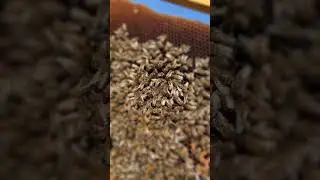 #beeaware #beefriendly #beeconservation #beelove #beekeeping #savethebees #pollinators #honeybees