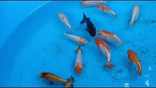 Ka Memo fam is live! Hello Goldfish 🤍🤍🤍