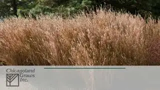 2025 Ornamental Grasses STC 2