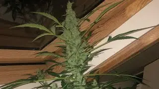 White Widow Autoflower | My first Weed Grow #1