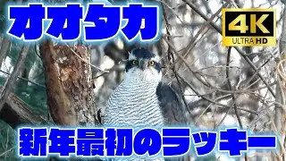 オオタカ・新年最初のラッキー＜4K＞にらめっこが出来た