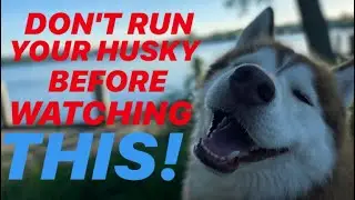 5 Things you may need when running your Siberian Husky