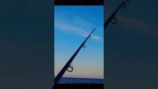 The Needle Fish: The Secret to Landing Monster Bluefish