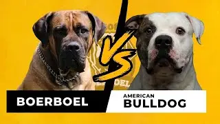 Dissimilarity Between Boerboel vs. American Bulldog