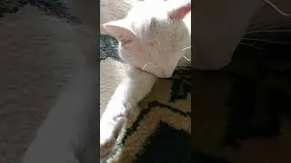 Cat Snow is lying on the floor #cat #whitecat #thecatisresting