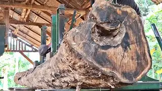 hollow teak logs full of surprises at the sawmill 