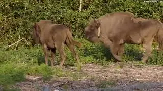 Bison released into Kent countryside in rewilding scheme