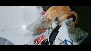 Cat stealing at pet shop #catlover #catvideo #catshorts #cats #catlife #animallover #catstealing