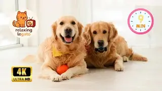 Instant Mood Booster: Cute Dogs & Happy Music to Make You Smile 🐶🎶
